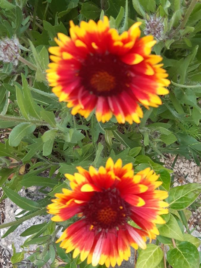 Il Girasole Acomodação com café da manhã Castelvecchio Calvisio Exterior foto