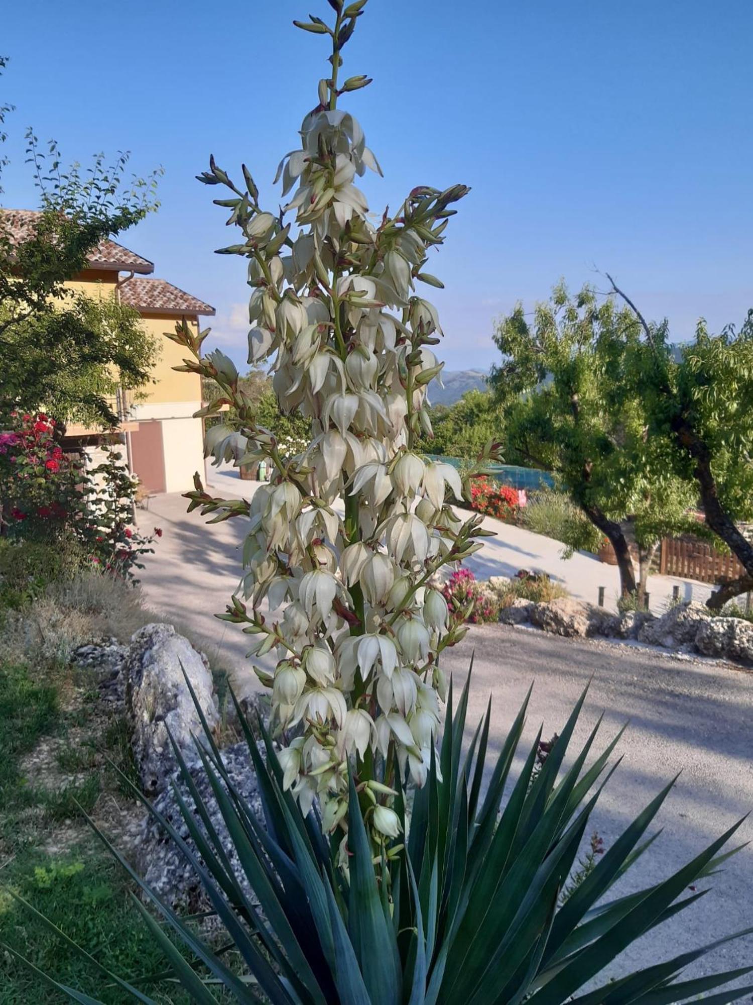 Il Girasole Acomodação com café da manhã Castelvecchio Calvisio Exterior foto